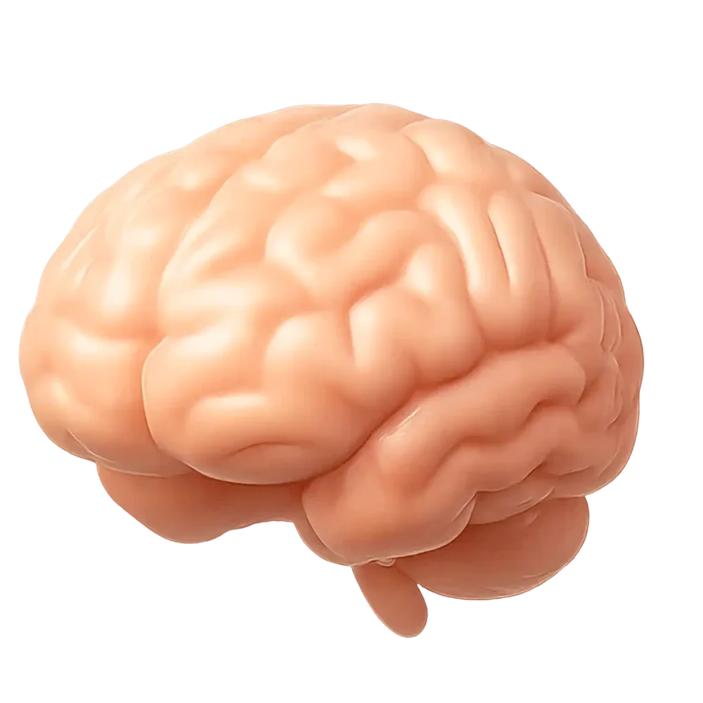 Brain